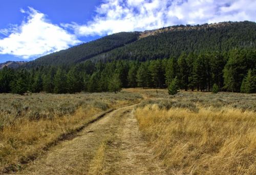 A dirt path winds through a grassy field, leading to a forested mountain under a blue sky with scattered clouds.
