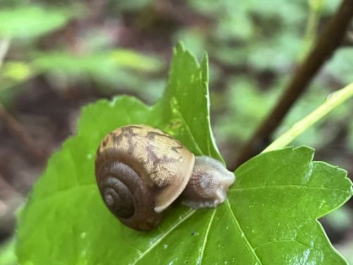 A close-up of a brown snail resting on a green leaf in a natural setting.