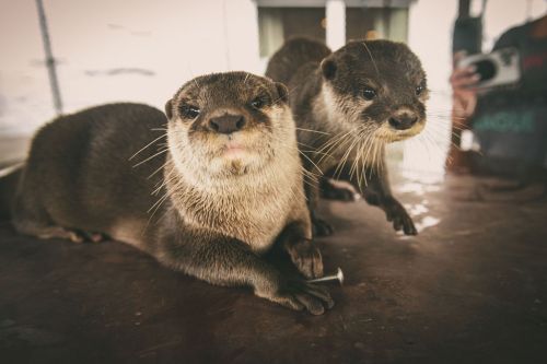 Two playful otters resting on a surface, looking curiously at the camera.