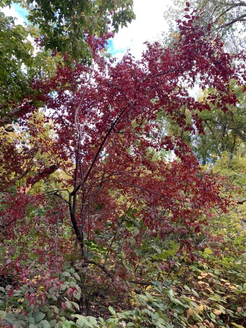 A vibrant red tree stands among green foliage under a bright blue sky, showcasing autumn colors.