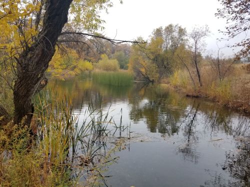 A serene pond surrounded by autumn foliage, with reflections of trees and grasses in the calm water.