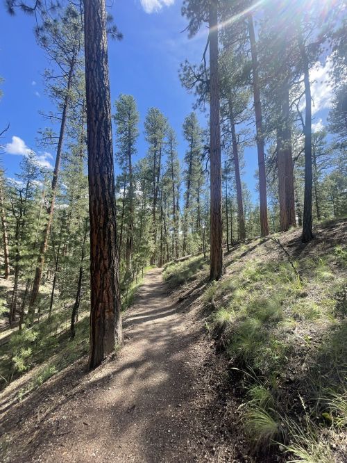 A winding dirt path through a lush forest of tall pine trees under a bright blue sky.