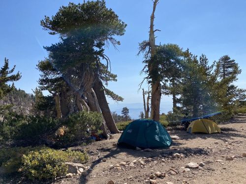 Two tents set up in a forested area with tall trees and a clear blue sky in the background.