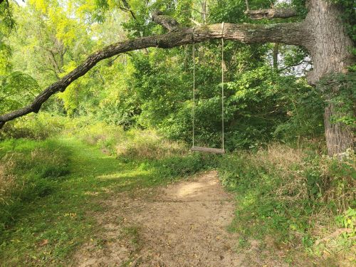 A wooden swing hangs from a large tree branch in a lush, green forest clearing.