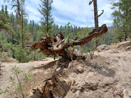 A twisted, weathered tree stump surrounded by greenery and rocky terrain under a cloudy sky.