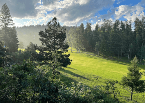 A serene landscape featuring a green field surrounded by tall trees under a partly cloudy sky.