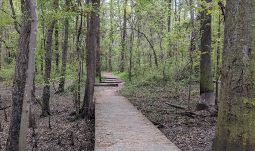 A wooden boardwalk winding through a lush green forest with trees on either side.