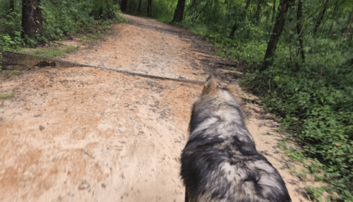 A close-up of a wolf walking along a sandy path in a lush green forest.