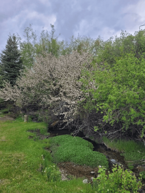 A lush green landscape featuring a flowering tree beside a small stream under a cloudy sky.