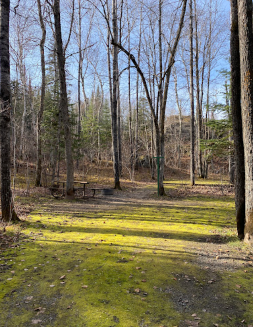 A serene forest scene with bare trees, a mossy path, and a picnic table in a sunlit clearing.