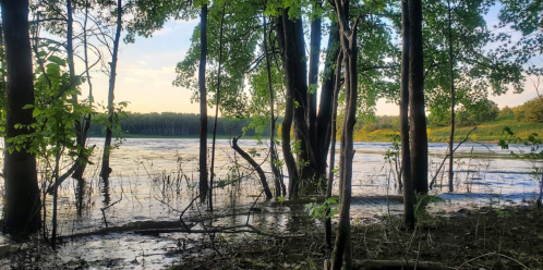 A serene river scene framed by trees, with calm water reflecting the sky and greenery at sunset.