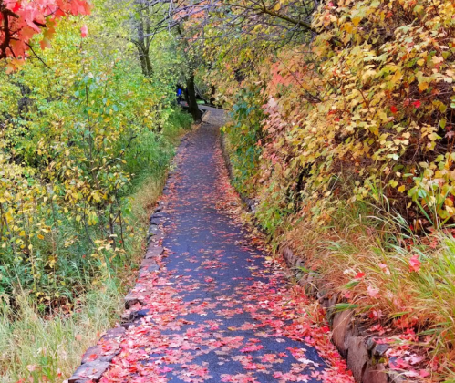 A winding path covered in colorful autumn leaves, surrounded by vibrant foliage and trees.