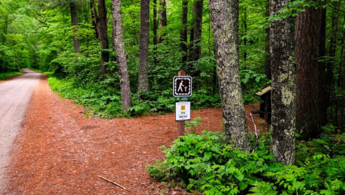 A dirt path through a lush green forest, with a hiking sign and trail markers visible among the trees.