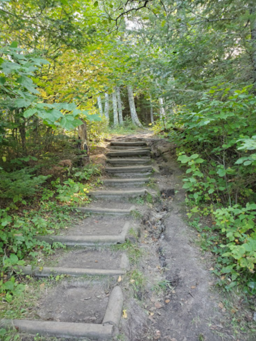 A dirt path with wooden steps leads through a lush, green forest with trees and foliage on either side.