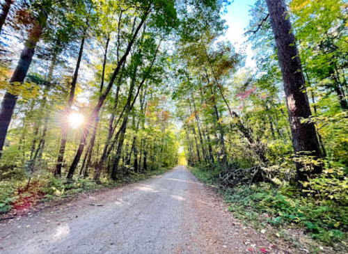 A sunlit dirt road surrounded by tall trees and vibrant green foliage, creating a serene forest atmosphere.
