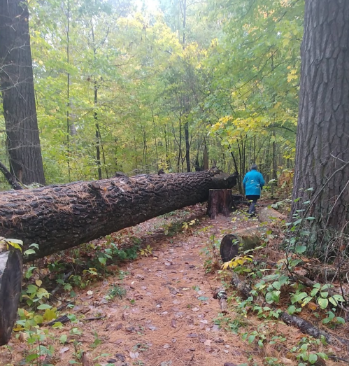 A person in a blue jacket walks along a forest path beside a fallen tree, surrounded by autumn foliage.