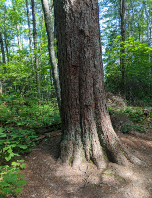 A tall tree with a textured bark stands in a lush green forest, surrounded by foliage and sunlight.