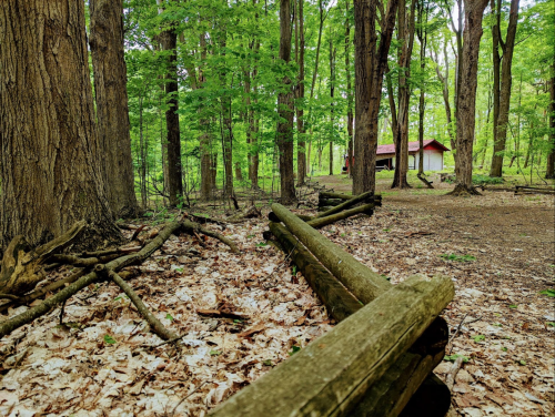 A serene forest scene with green trees, fallen logs, and a small cabin in the background.