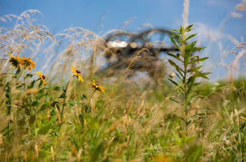 A field of wildflowers and tall grass with a blurred background of a drone in the sky.
