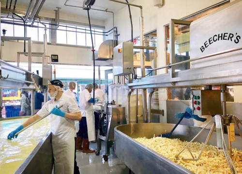 Workers in a cheese factory, wearing masks and gloves, process cheese curds in large stainless steel containers.