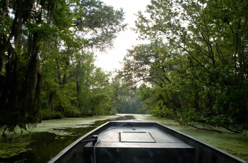 A boat navigating through a lush, green swamp with trees and moss hanging overhead.