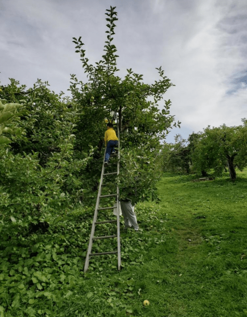 A person climbs a ladder to pick apples from a tree in a lush orchard on a cloudy day.