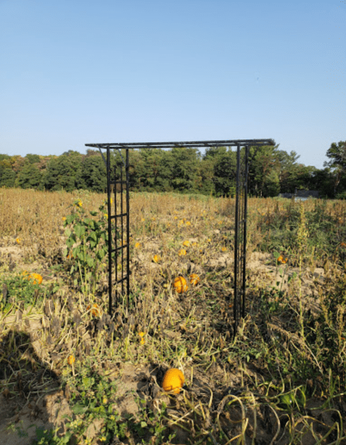 A black metal arch stands in a pumpkin field with scattered pumpkins and trees in the background under a clear blue sky.