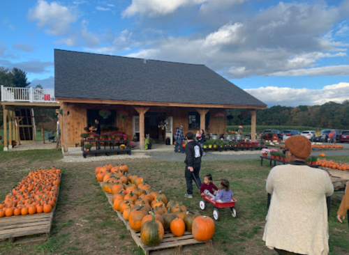 A pumpkin patch with a wooden building, children playing with a wagon, and pumpkins displayed in rows.