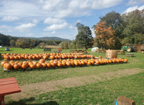 A field with rows of pumpkins, picnic tables, and trees under a blue sky with fluffy clouds.