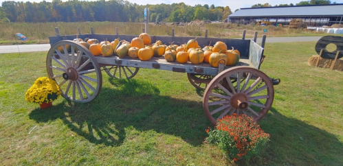 A wooden wagon filled with pumpkins sits on grass, surrounded by colorful flowers and a scenic backdrop.