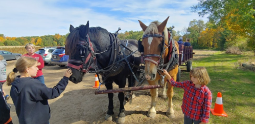 Two horses are harnessed together while children interact with them in a sunny outdoor setting.