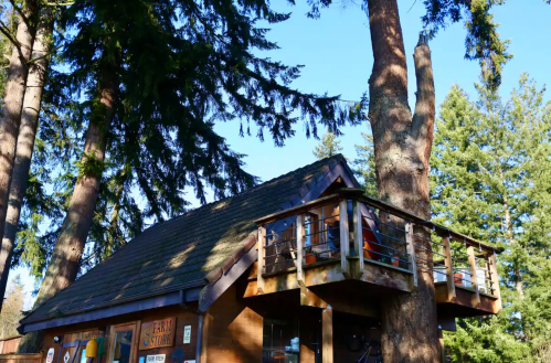 A rustic wooden cabin with a balcony, surrounded by tall trees and a clear blue sky.