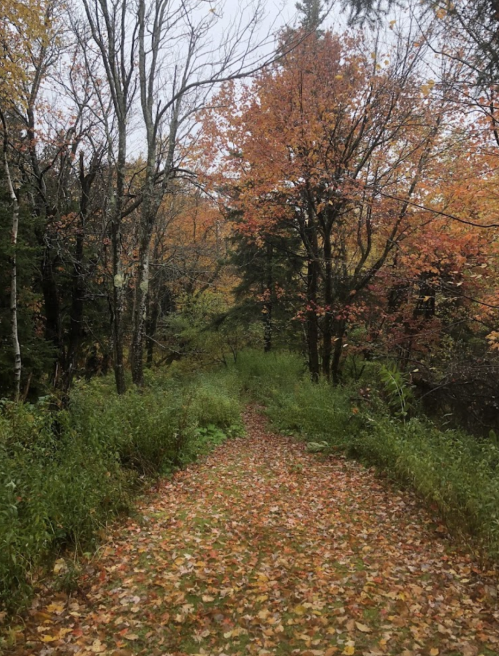 A winding path through a forest, lined with colorful autumn leaves and trees, under a cloudy sky.