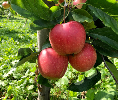 Three red apples hanging from a tree branch, surrounded by green leaves and grass.
