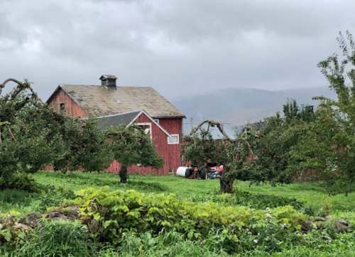 A red barn surrounded by apple trees in a lush green field under a cloudy sky.