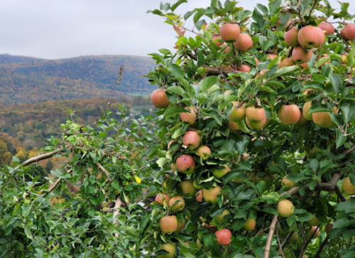 A close-up of an apple tree with ripe apples, set against a backdrop of rolling hills and autumn foliage.