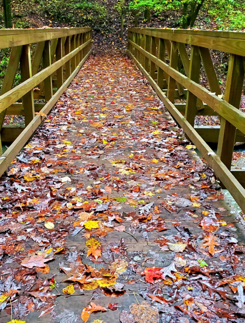 A wooden bridge covered in colorful autumn leaves, surrounded by lush greenery.