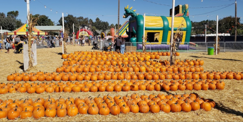 A field of pumpkins arranged in rows, with a colorful inflatable dragon in the background and people enjoying the fair.