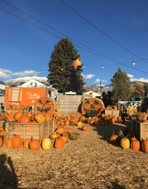 A pumpkin patch with hay bales, carved pumpkins, and a scarecrow against a clear blue sky.