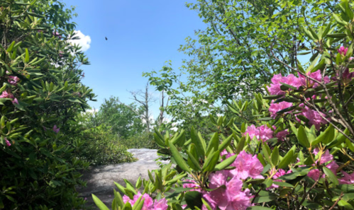 A scenic view of pink flowers and lush greenery under a clear blue sky.