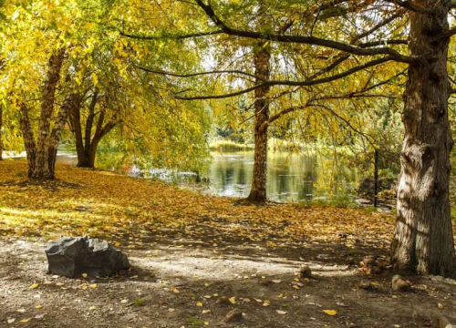 A serene park scene with golden autumn leaves, trees by a calm pond, and a rocky foreground.