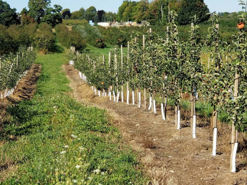 A row of apple trees in an orchard, with green grass and a clear blue sky in the background.