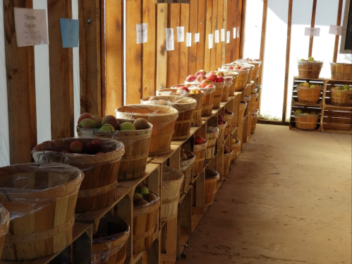 A row of wooden baskets filled with various fruits, lined against a wooden wall in a bright, open space.