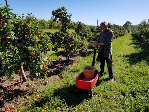 A person stands beside apple trees, holding a red wagon filled with apples in a sunny orchard.