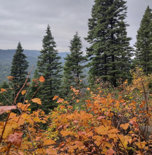 A scenic view of evergreen trees and autumn foliage with orange leaves against a cloudy sky and distant mountains.