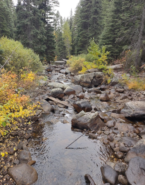 A serene forest stream flows over rocks, surrounded by lush greenery and autumn-colored foliage.