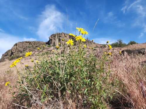 A cluster of yellow wildflowers grows in a grassy field with rocky hills under a blue sky.