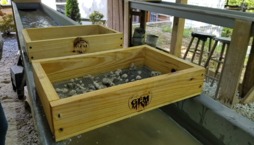 Two wooden trays filled with small rocks and gravel, sitting on a water-filled table at a gem mining site.