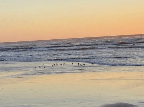 A serene beach at sunset with gentle waves and small birds foraging along the shoreline.