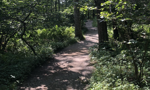 A winding dirt path through a lush green forest, surrounded by trees and ferns.